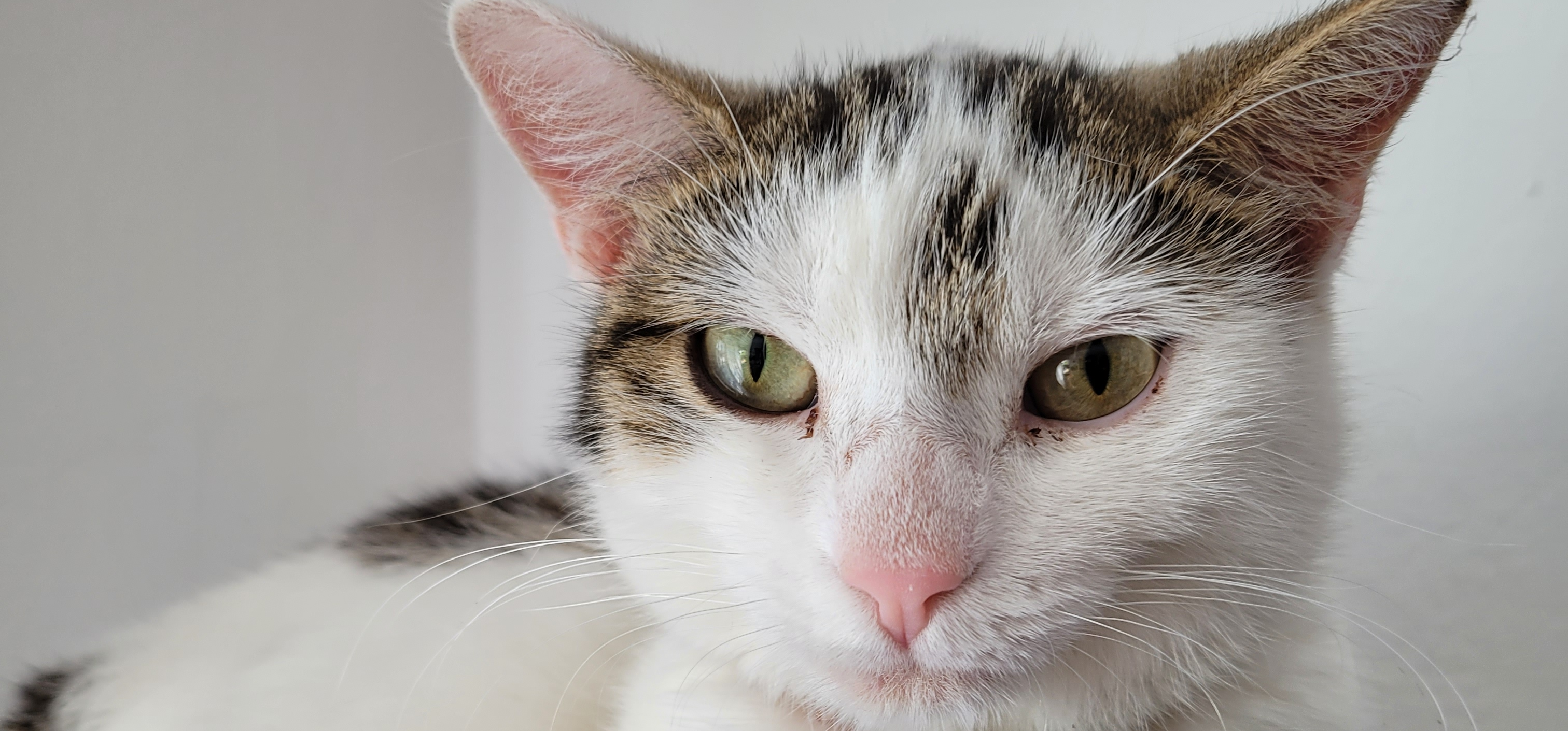 Schnell und einfach Tierkrankenversicherungen abschließen!