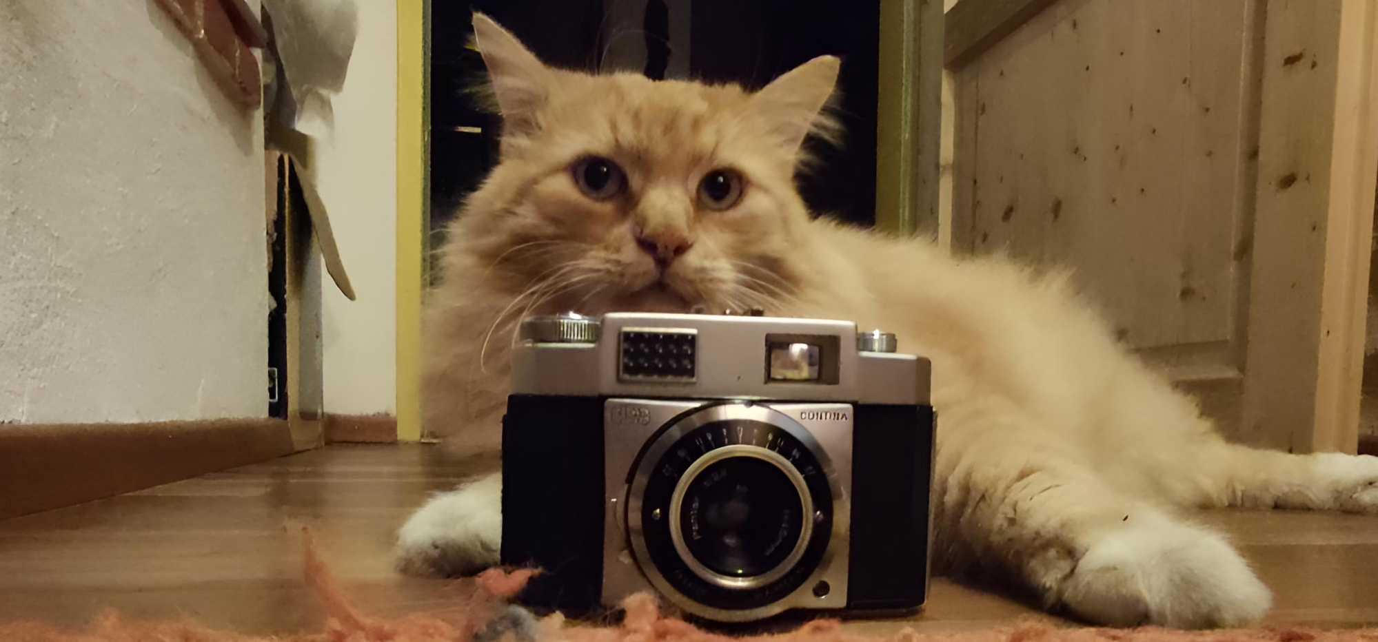 You-Tube: Erfahrungsberichte mit Immuno D LIA